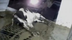 Молочная промышленность за 5 минут – Роман Милованов