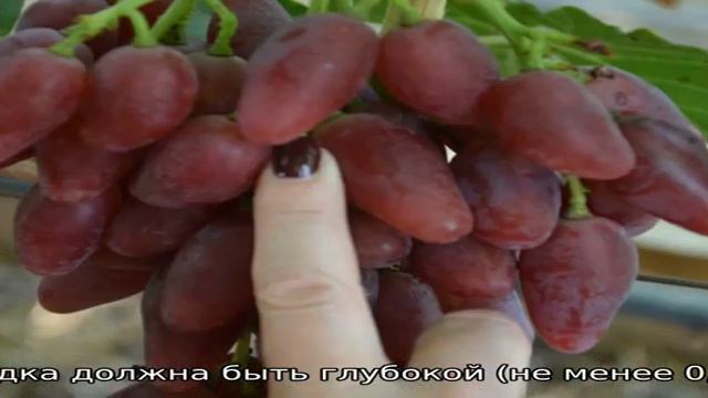 Виноград Дубовский розовый смотреть онлайн