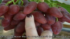 Виноград Дубовский розовый