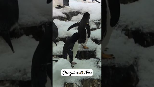 Penguins 🐧 Fun With Snow