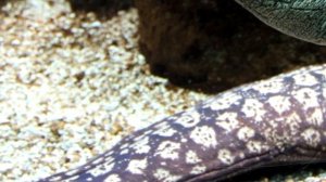 ТОП 10 ★ Самые страшные морские существа подводных глубин