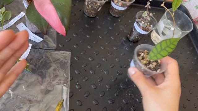 Распаковка посылки с новыми растениями от @anna_blooms . Хойи, филодендрон Розовая принцесса ?? смотреть онлайн