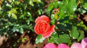 Сказочная роза Гебрюдер Гримм (Gebrüder Grimm)