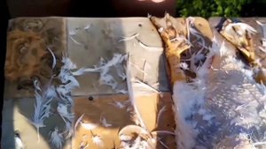 Сколько весит утка. Как ощипать утку. Выращивание уток.
#папанадаче