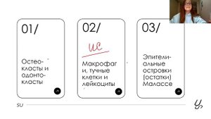 Гистология | Пародонт