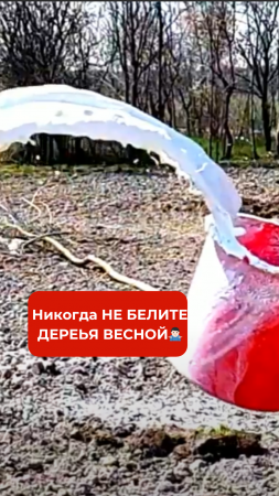 Белить деревья весной - ОШИБКА!