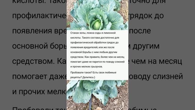 Чем опрыскать капусту от слизней и гусениц. Чем опрыскать капусту от слизней и гусениц