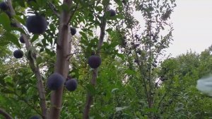 Слива диплоидная сорт средний Блек Голд(plum Black Gold). Дегустация