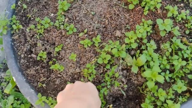 вкусная еда для курочек и месячных цыплят смотреть онлайн