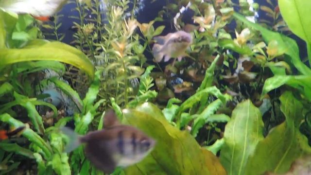 Аквариум 200 литров 1 год и 8 месяцев после запуска (мое тропическое озеро). смотреть онлайн