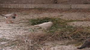 Зебровые амадины собирают строительный материал для гнезд. Zebra finches collect building material.