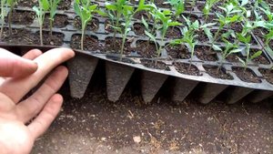 Какую большую ошибку я совершил, при выращивании томатов Эсмира