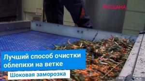 Очистка замороженной облепихи на ветках на производстве