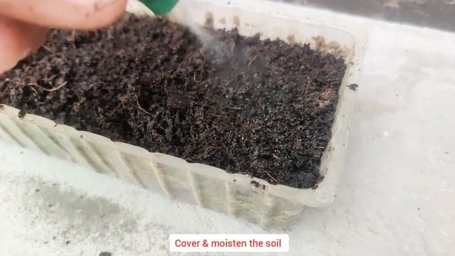 How to Grow PETUNIA from Seeds (1 month update) Petunia Plant Care, Grow Petunia Seeds,Winter Plant
