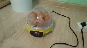 Как вырастить из инкубатора цыплят часть