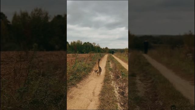 Крадущийся тигр, затаившийся дракон.😺🐯