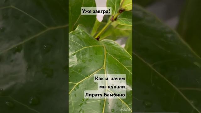 Лирата Бамбино фикус