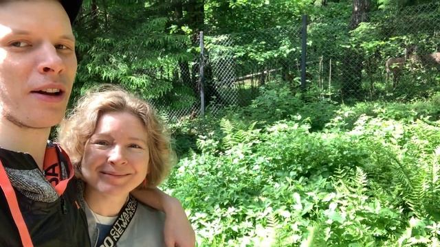 Много лосей на склоне парка в Митино смотреть онлайн