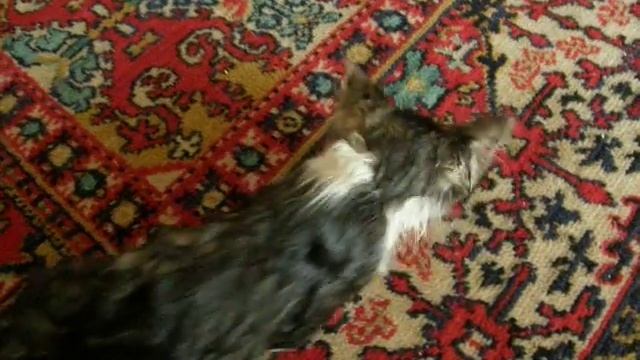 Как купать котенка. смотреть онлайн