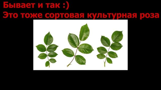 Как отличить "дичек" на розе от самой розы. Роза переродилась в шиповник? Привитые, корнесобственны смотреть онлайн