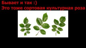 Как отличить "дичек" на розе от самой розы. Роза переродилась в шиповник? Привитые, корнесобственны