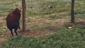 Испытание шарнирный сетки