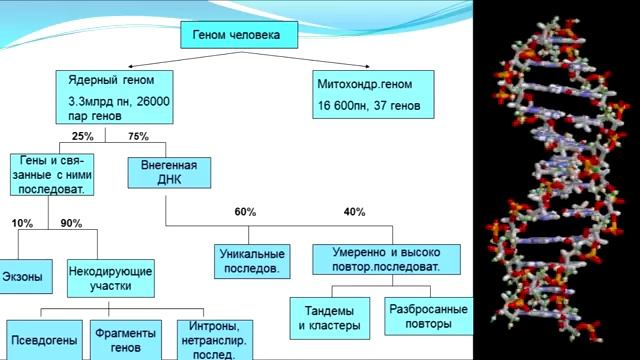 Геном (рассказывают Михаил Гельфанд, Светлана Боринская, Мария Логачёва).