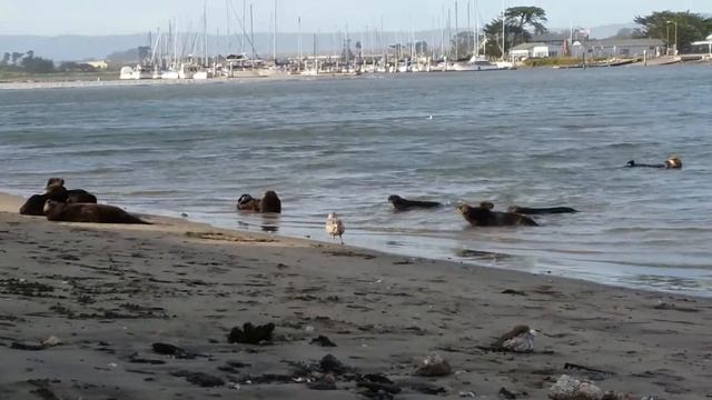 морские выдры на пляже США смотреть онлайн