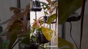 Новое решение(приснилась идея 😅) .Светодиодная подсветка для цветов .Подсветка для ароидных.