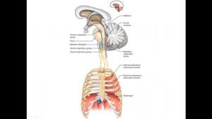 Центральные механизмы регуляции дыхания