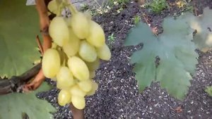 Виноград София Сидлис.