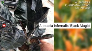 ALOCASIA Part 2 | ALOCASIA VARIETIES | KELADI | Tanaman Sultan | Plant id | Talas