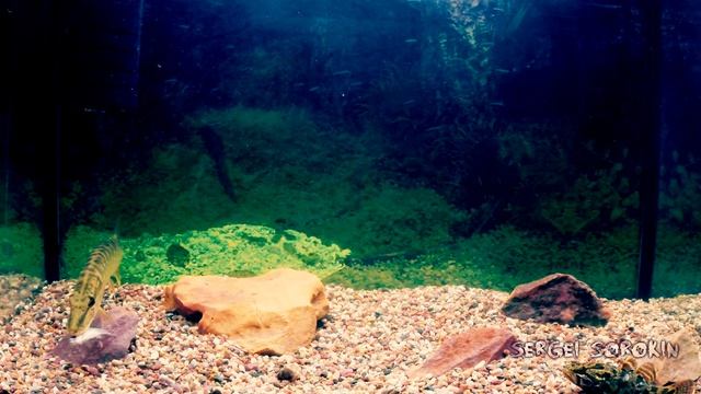 Хитрый живец, Щука в шоке!!! смотреть онлайн