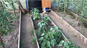 Как спастись от тли На растениях Спасаем перцы Простой способ  прибегаем к народным средствам