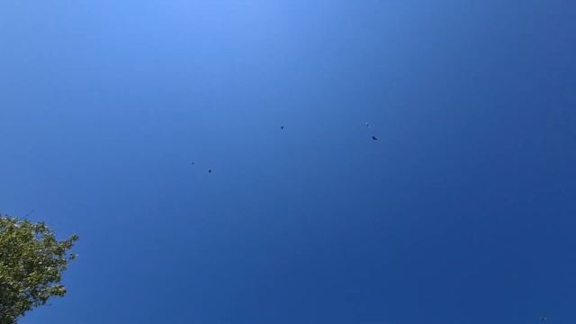 СЕЗОН 2023 | Бакинские бойные голуби | Bakı göyərçinləri | Мраморные голуби