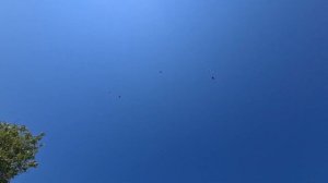 СЕЗОН 2023 | Бакинские бойные голуби | Bakı göyərçinləri | Мраморные голуби