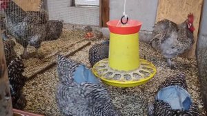 ТОП 10 ВОПРОСОВ по Мехеленской кукушке!