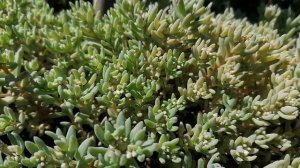 Седум Лизард Sedum Lizard цветение