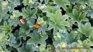 Манжетка красноногая (alchemilla) ? красноногая манжетка обзор: как сажать, рассада манжетки