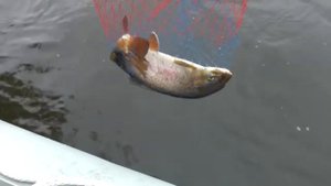 Рыбалка на реке Тис в 2013 г.