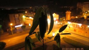 Десмодиум - Desmodium