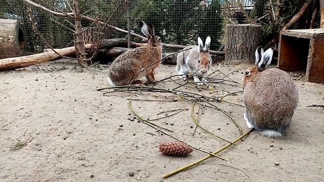 30 минут с зайцами. Вкусные веточки. смотреть онлайн