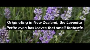 27 Types of Lavender