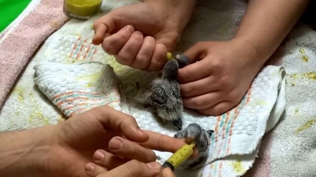 кормление птенцов волнистых попугаев (название корма в описании)