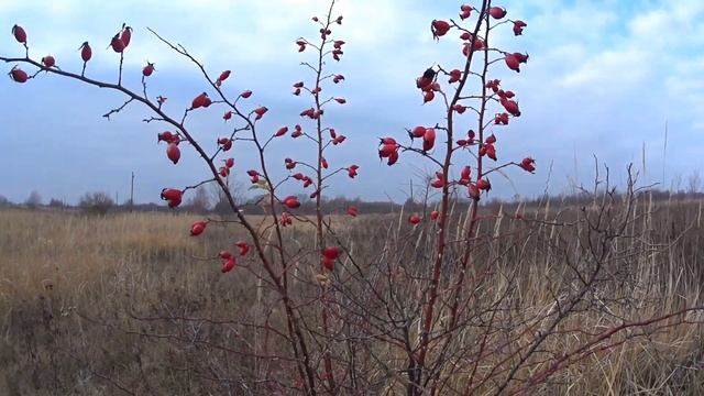 Сбор шиповника в ноябре 2021 года ! И колется и хочется !
