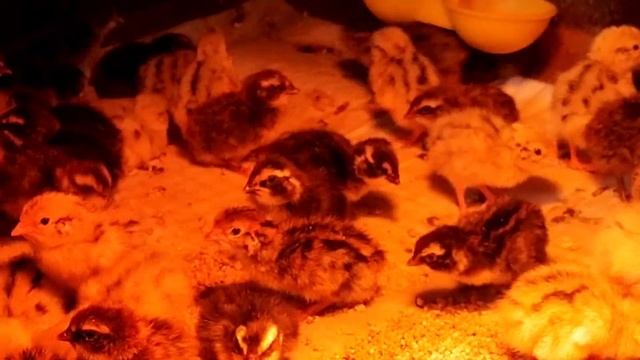 Опять пополнение// Кого будем оставлять? смотреть онлайн