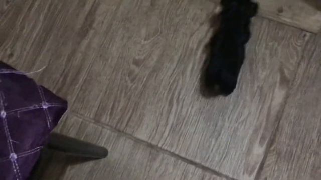 Щенок на кухне. Йоркширский терьер. 5 день дома. Маленькая Фея смотреть онлайн