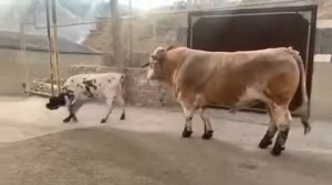 очень большой Гергебиль