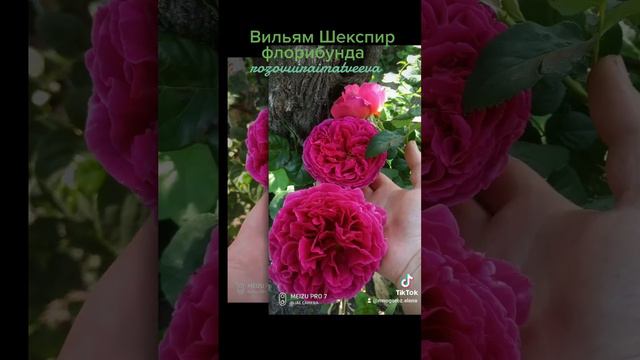 Вильям Шекспир