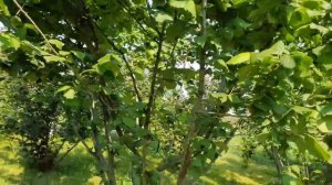 Фундук для средней полосы России. Обзор.